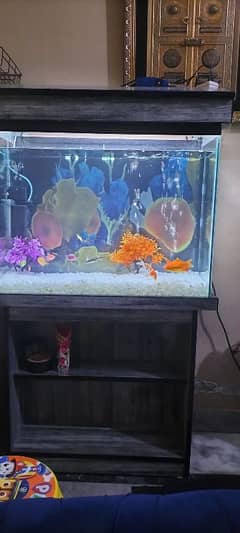 Fish Aquarium