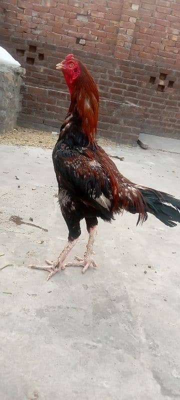 aseel purmose