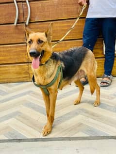 German Shepherd Female Dog