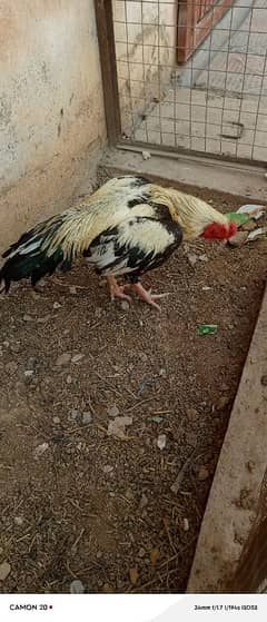 Aseel mianwali  male available for sale