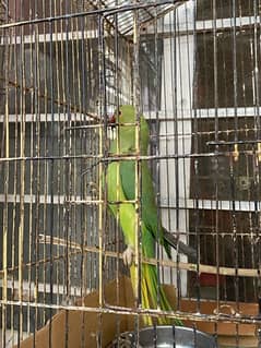ringneck female  03145758694 whatsapp number