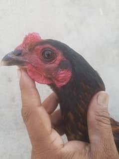 thai Dorgan patha