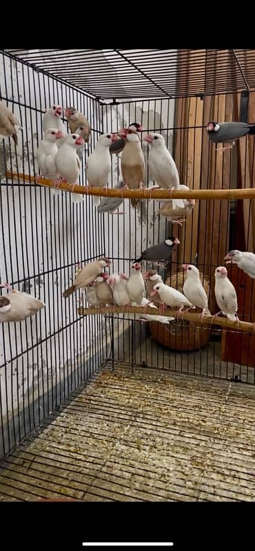 Java Chicks for sale 0