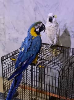 Macaw