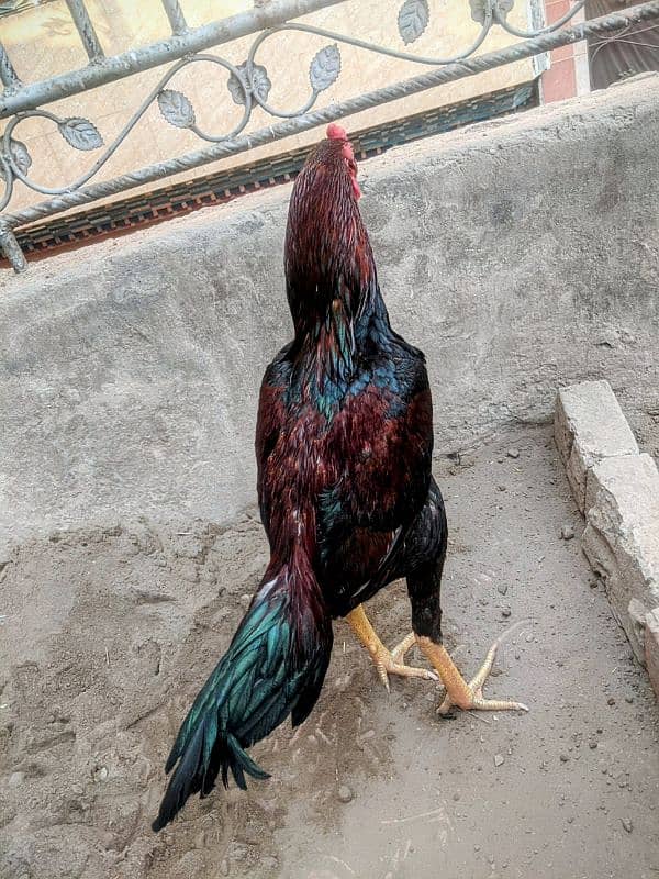 aseel patha home breed band gaddi aseel 03227167270 1