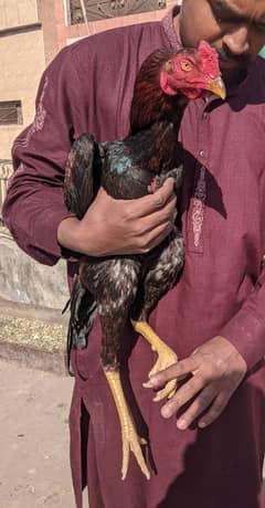 aseel patha home breed band gaddi aseel 03227167270