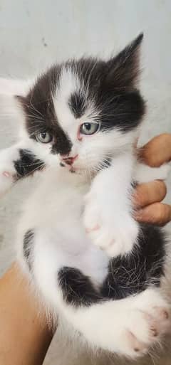 kitten