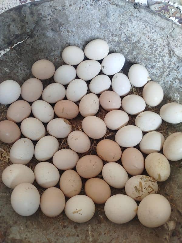 ayam cemani egge 0