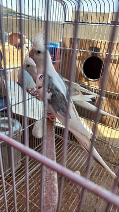 Cocktail Pair - V pied - with cage
