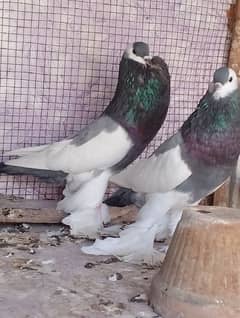 Blue Magpie Pouter breeder pair / gubara kabuter pair