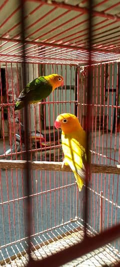 Love