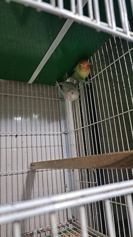 Love birds setup sale 3