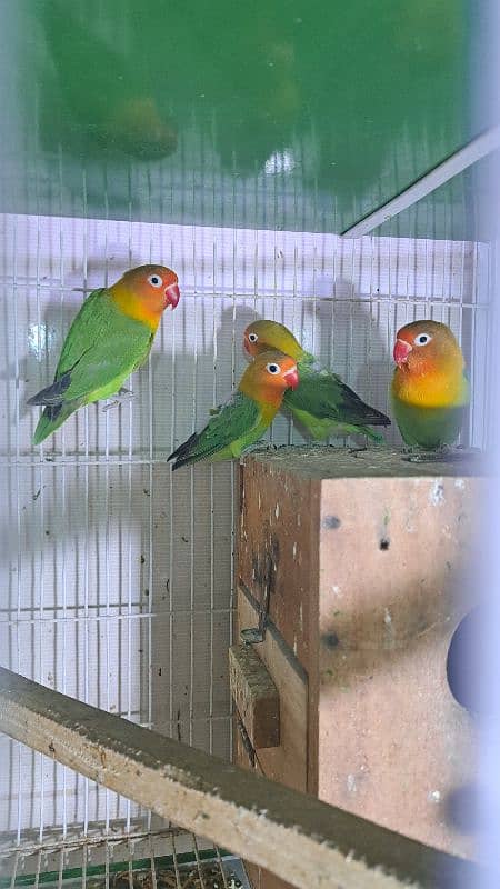 Love birds setup sale 4