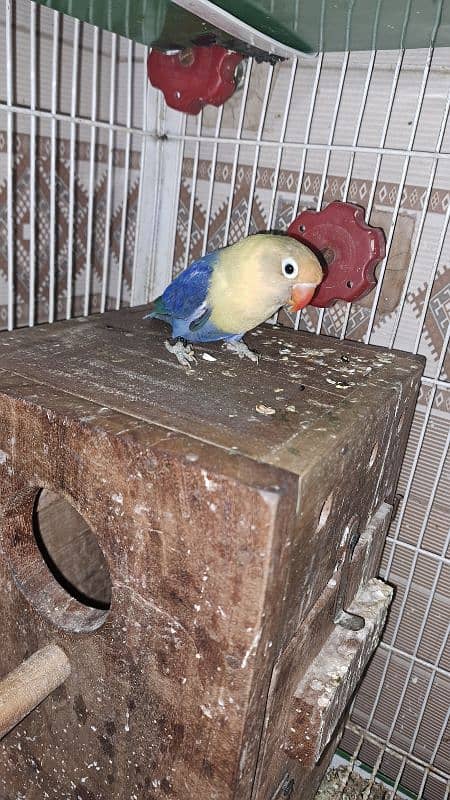 Love birds setup sale 6