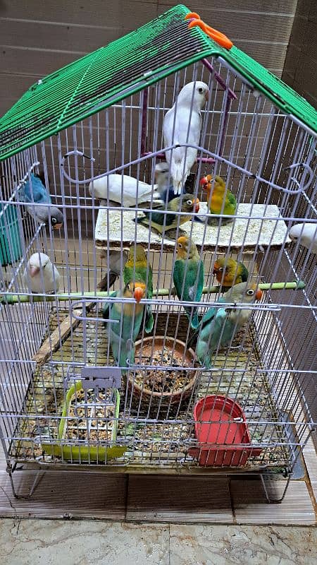 Love birds setup sale 8
