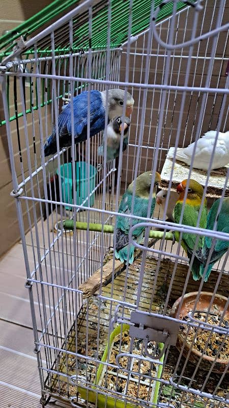 Love birds setup sale 9