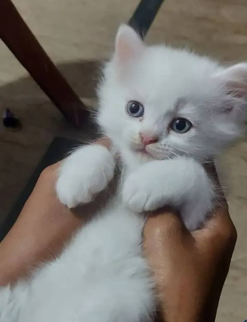 presian cat. . Persian kitten 0