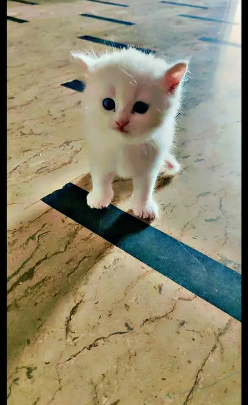 presian cat. . Persian kitten 1