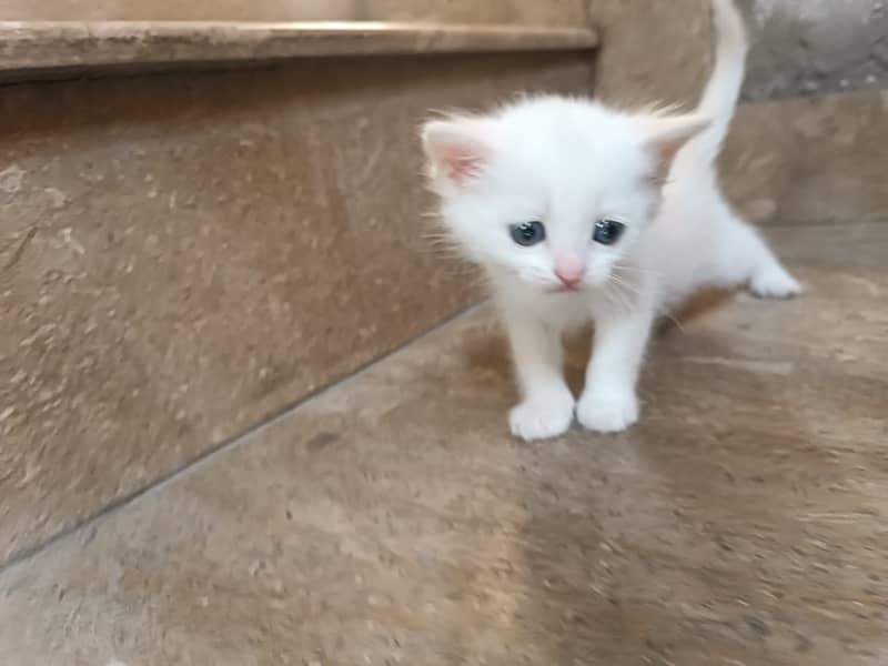 presian cat. . Persian kitten 2