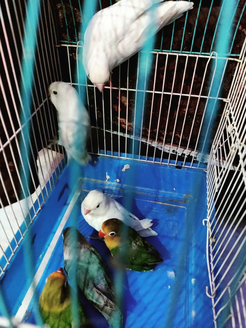 Image showcasing Exchange possible 6 piece lovebirds with beautiful cage - Parrots ...
