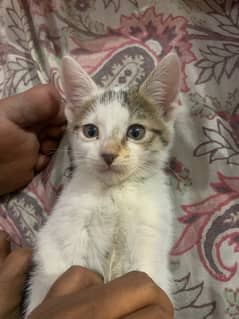 kitten for sale
