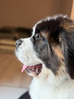 Saint Bernard male available
