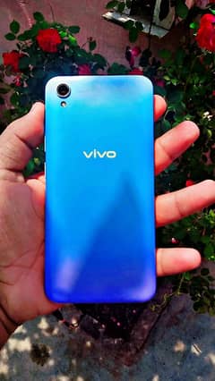 vivo