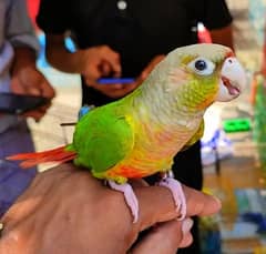 pineapple conure