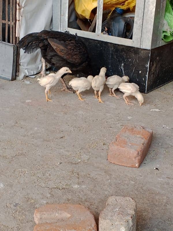 white Heera chciks 1