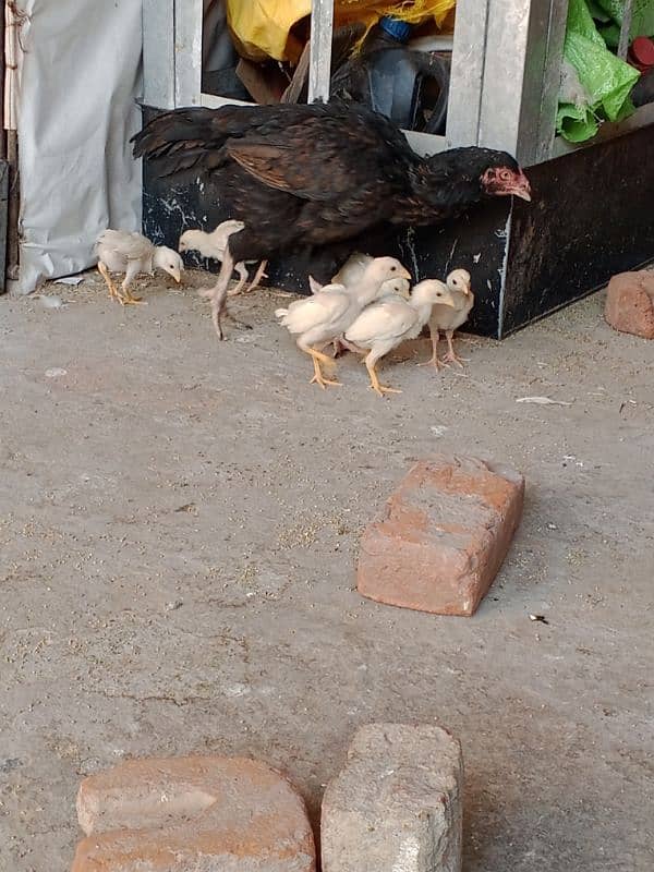 white Heera chciks 2