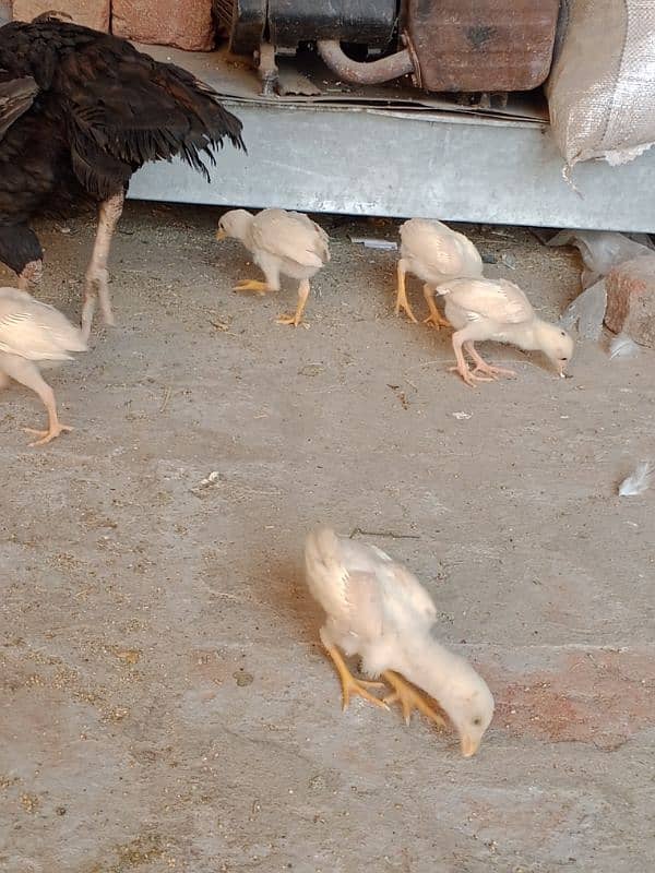 white Heera chciks 3