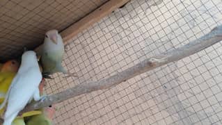 Rozy face Love birds
