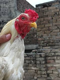 boska white aseel