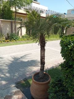 plant for sale