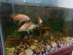 fish
