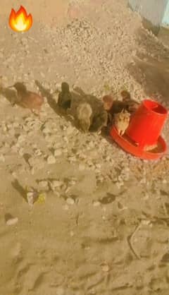 12chikes 1 hen