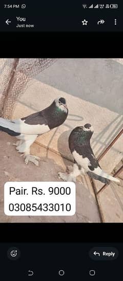 03085433010