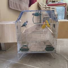 love birds