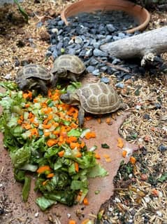 Russian tortoise