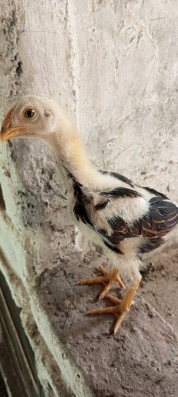 Shamo Aseel chicks high quality! available in Lahore 0