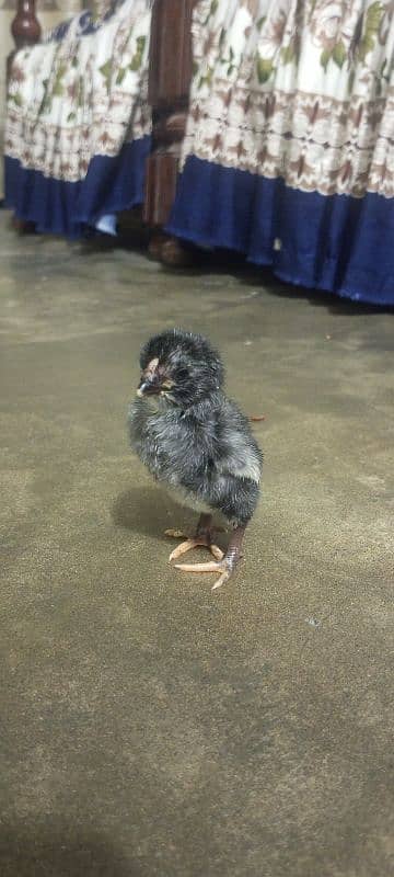 Shamo Aseel chicks high quality! available in Lahore 3