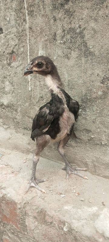 Shamo Aseel chicks high quality! available in Lahore 4