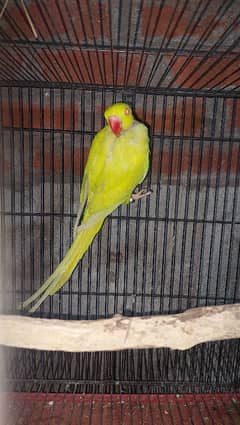 peli toti