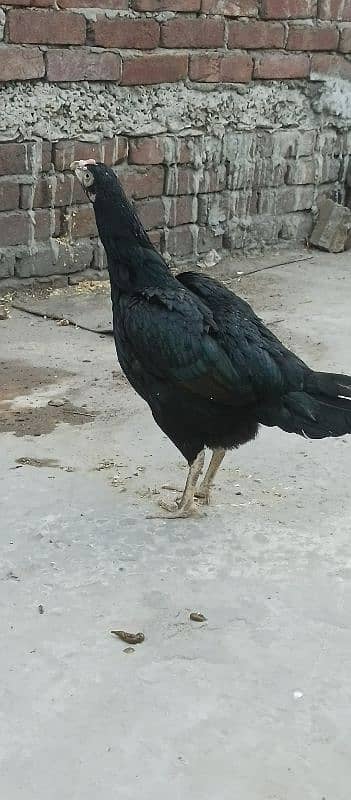 Thai  aseel chiks 7