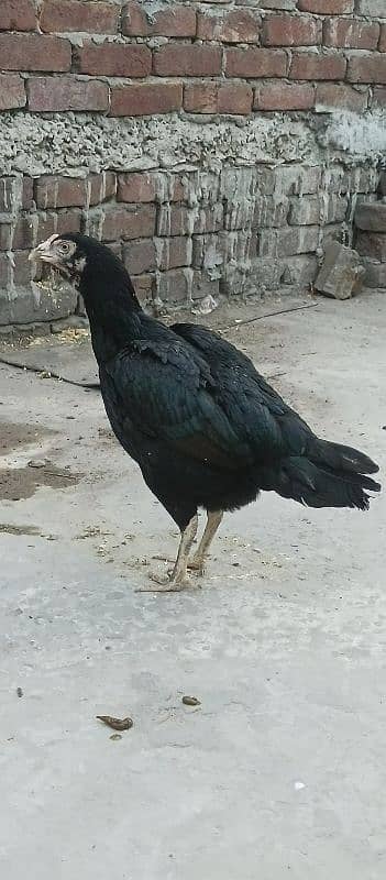 Thai  aseel chiks 8