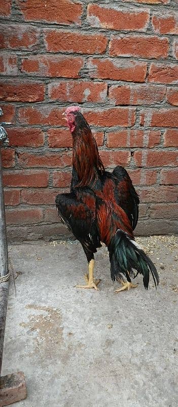 Thai  aseel chiks 9