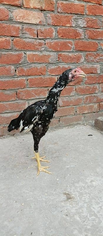 Thai  aseel chiks 12