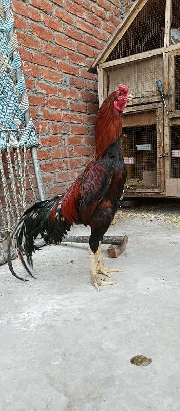 Thai  aseel chiks 14