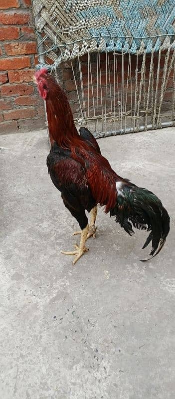 Thai  aseel chiks 15