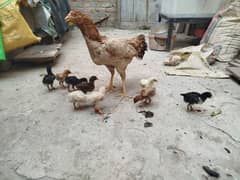 1 murgi or 12 bachy